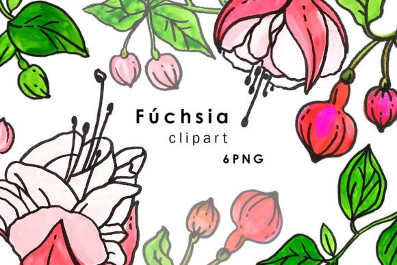 Evaluating the Practical Value of Watercolor Fuchsia Clipart for Modern Design Projects